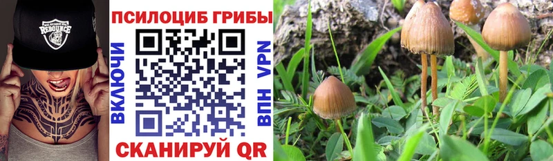 Купить закладки  Заозёрск  Галлюциногенные грибы мицелий 